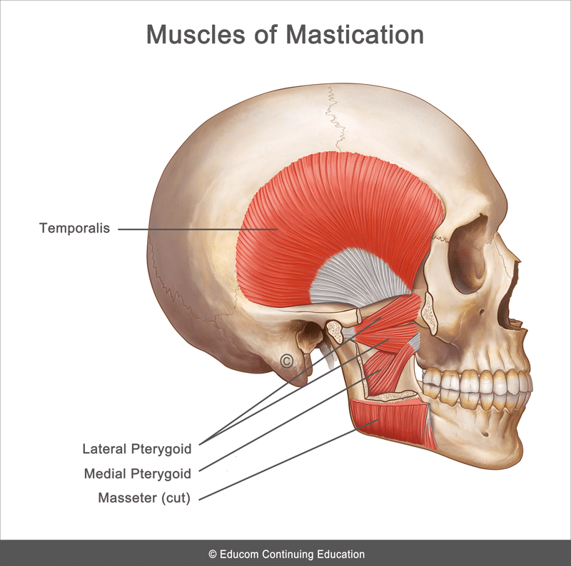 TMJ-Anatomy