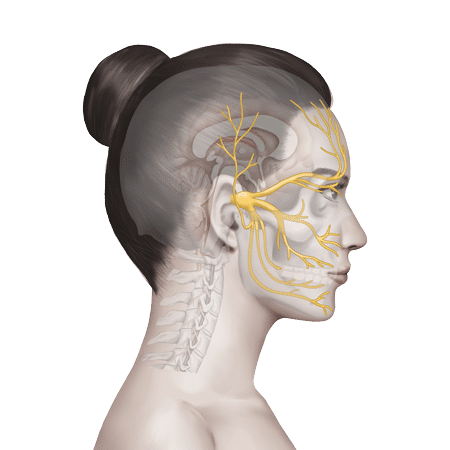 Trigeminal-Nerve